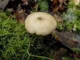 Entoloma mediterraneense image