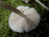 Entoloma mediterraneense image