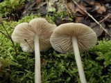 Entoloma mediterraneense image