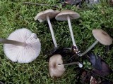 Entoloma mediterraneense image