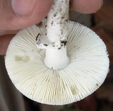Amanita tuza image