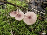 Entoloma roseum image