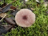 Entoloma roseum image