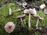 Entoloma roseum image
