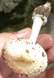 Amanita tuza image