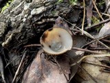 Humaria hemisphaerica image