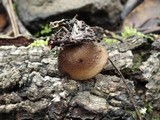 Humaria hemisphaerica image