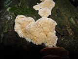 Sarcodontia pachyodon image