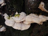 Sarcodontia pachyodon image