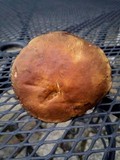 Cyanoboletus rainisiae image
