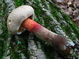 Caloboletus inedulis image