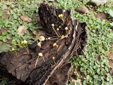 Mycena oregonensis image