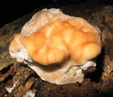 Fomitopsis spraguei image