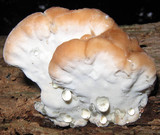 Fomitopsis spraguei image