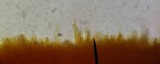 Lentaria pinicola image