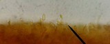 Lentaria pinicola image