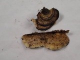 Trametes hirsuta image