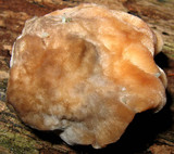 Fomitopsis spraguei image