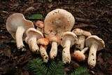 Hygrophorus fragrans image