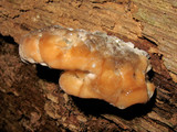 Fomitopsis spraguei image