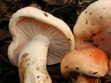 Hygrophorus fragrans image