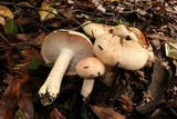 Hygrophorus fragrans image