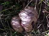 Scleroderma areolatum image