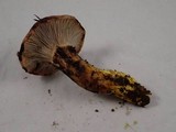Gomphidius oregonensis image