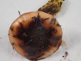 Gomphidius oregonensis image
