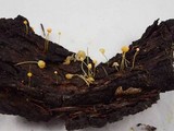 Mycena oregonensis image