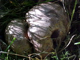 Scleroderma areolatum image