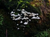 Rimbachia bryophila image