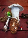Amanita smithiana image