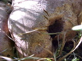 Scleroderma areolatum image