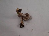 Inocybe ionocephala image