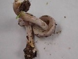 Inocybe ionocephala image