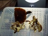 Flammulina populicola image