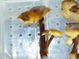 Flammulina populicola image