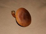 Cortinarius cinnamomeus image