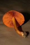 Cortinarius cinnamomeus image