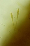 Pachycudonia spathulata image