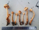 Tricholoma aurantio-olivaceum image