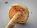 Tricholoma aurantio-olivaceum image