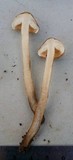 Tricholoma aurantio-olivaceum image
