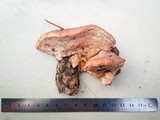 Leptoporus mollis image