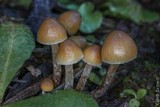Psilocybe pelliculosa image