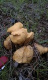 Rhizopogon occidentalis image