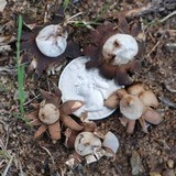 Geastrum floriforme image