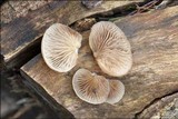 Crepidotus mollis image