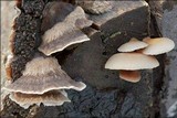 Crepidotus mollis image